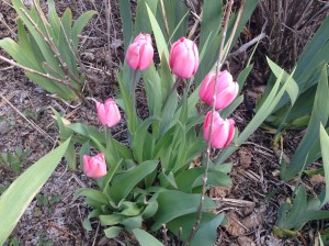 Tulips in full bloom!